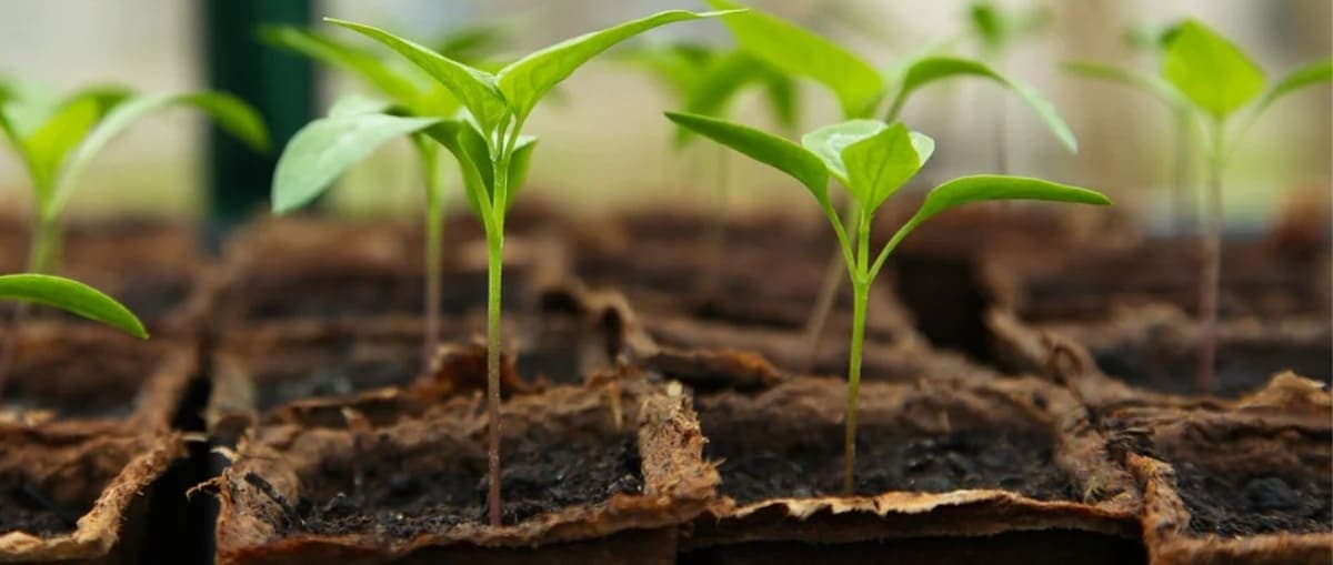 How should I prepare the substrate for a seedbed?