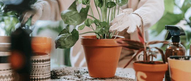 Plant cultivation and care