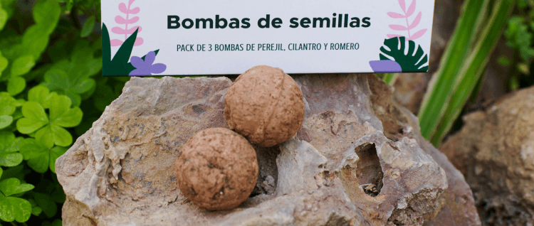 When should I germinate seeds?