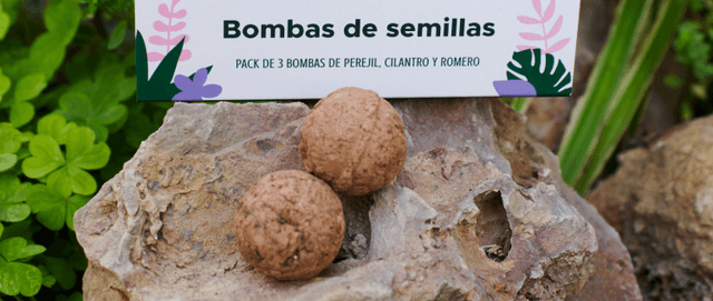 When should I germinate seeds?