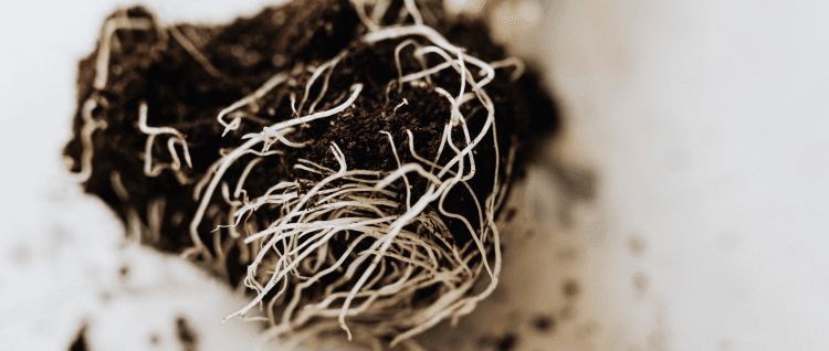 Online sale of substrates for vegetable plots and gardens